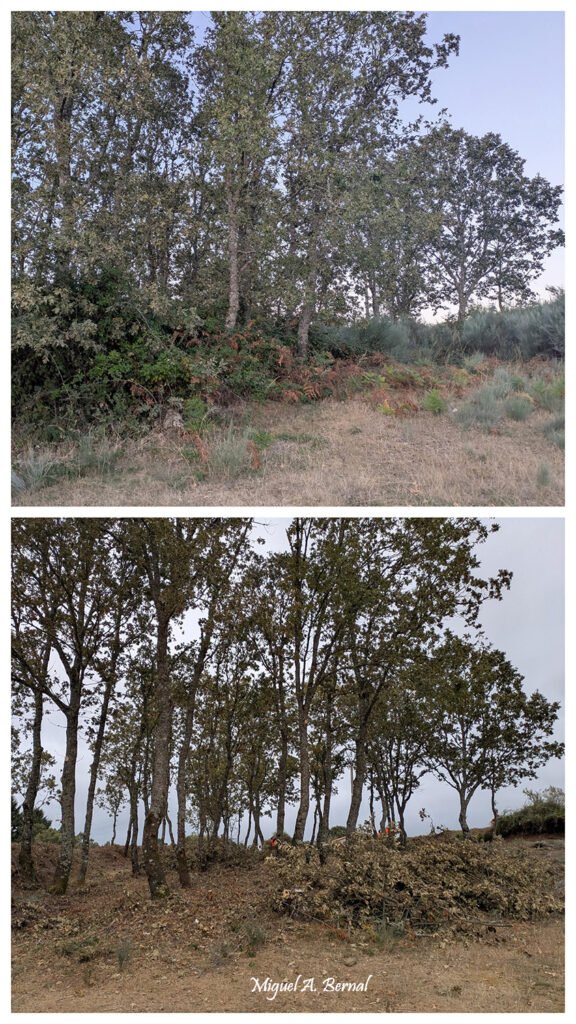 Monte de El Payo después de los trabajos de prevención de incendios