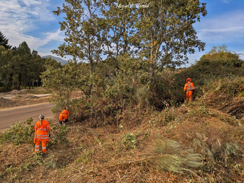 Trabajadores forestales realizando cortas podas y desbroces en El Rebollar (Salamanca)