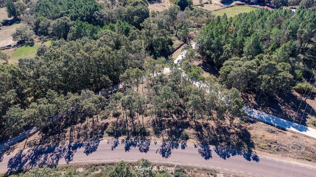 Trabajos forestales en El Payo para la mejora y mantenimiento del monte