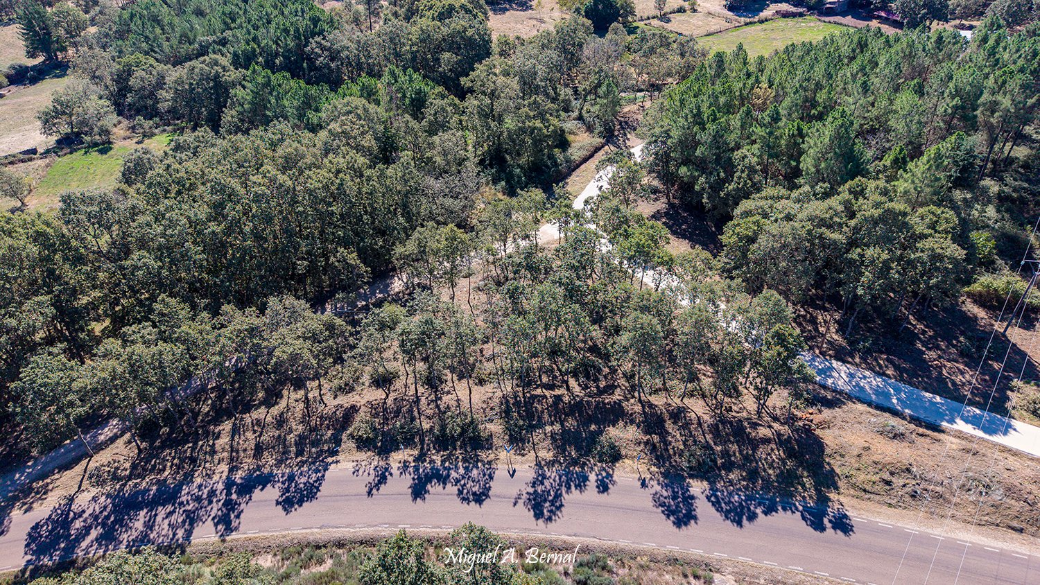 Trabajos forestales en El Payo para la mejora y mantenimiento del monte