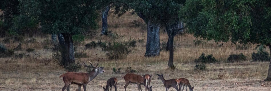 La berrea del ciervo en la provincia de Salamanca en 2026