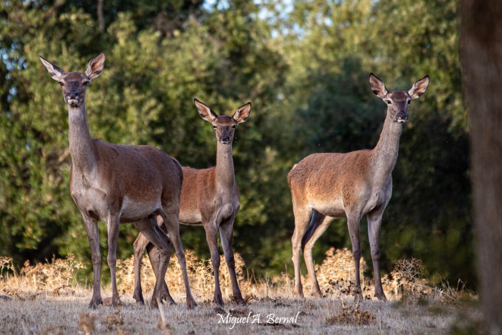 Ciervas en época de berrea otoño en Salamanca