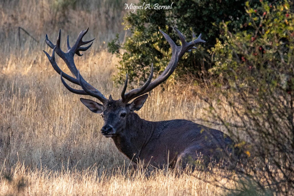 Venado macho durante la berrea en Salamanca